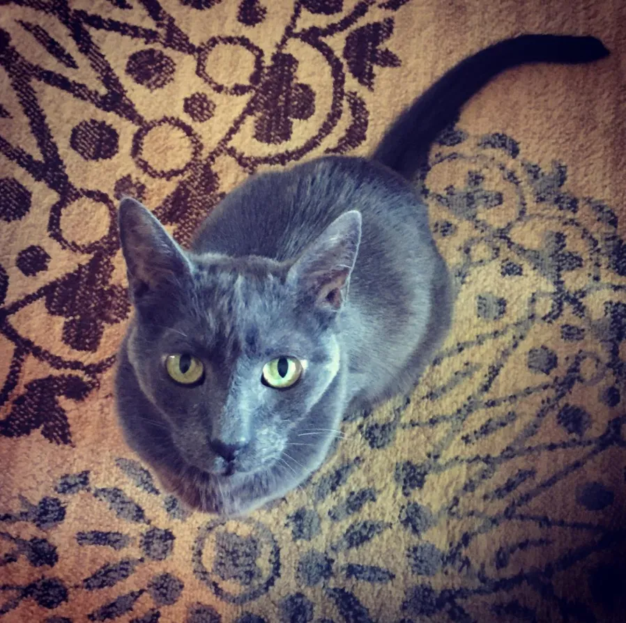 Louie